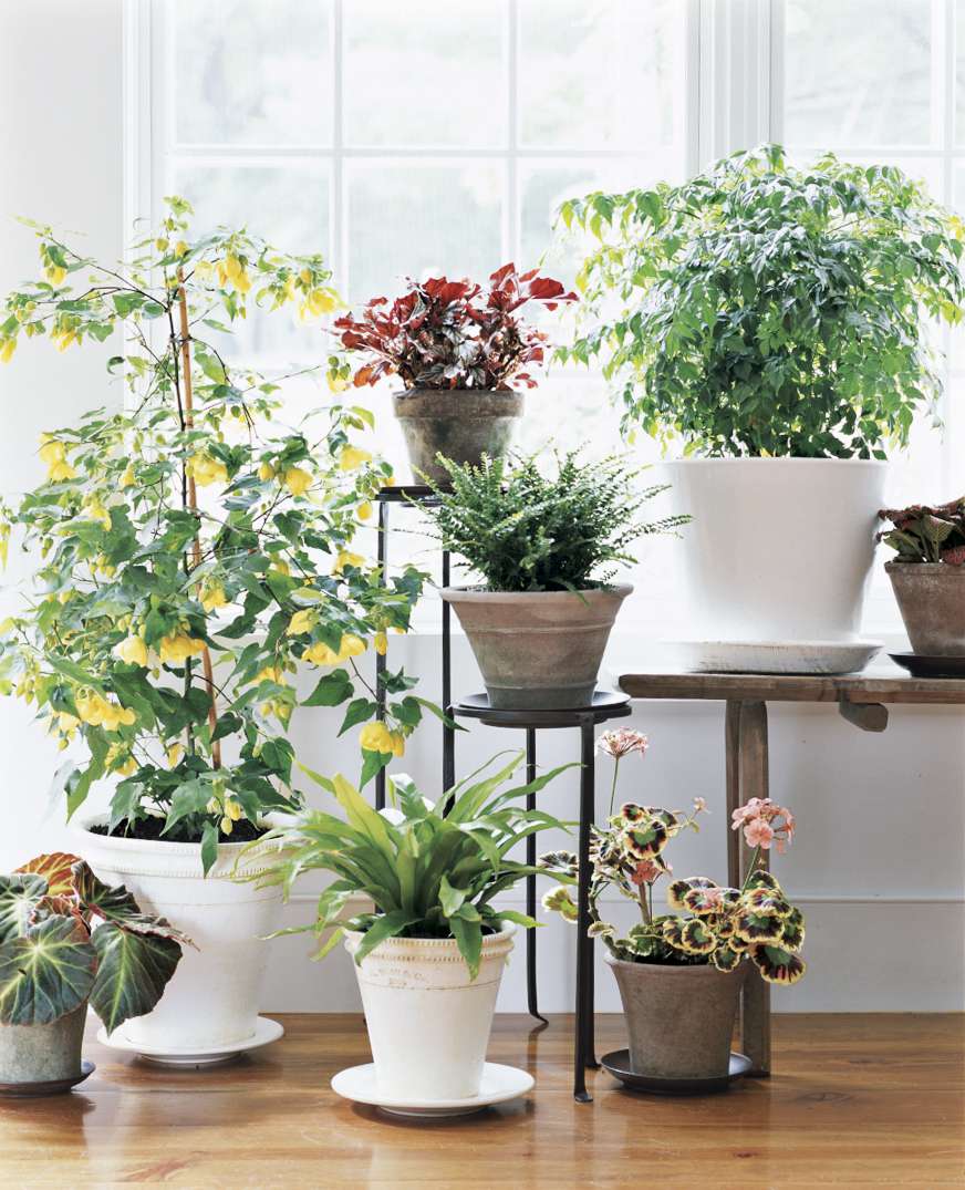 Clean bright house living room with natural green plants